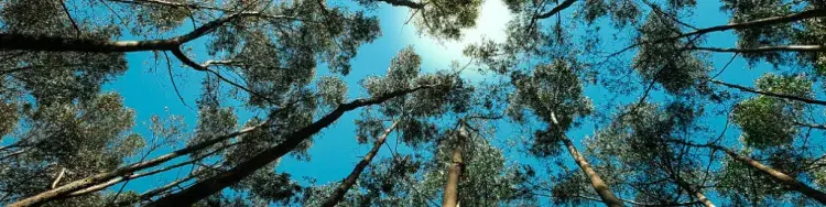 Mirando al cielo sobre unos arboles