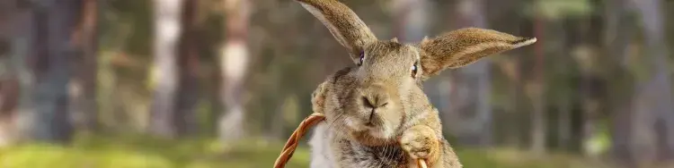 El Conejo de Pascua y Jesús