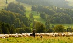 shepherd with flock