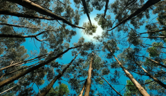 Mirando al cielo sobre unos arboles